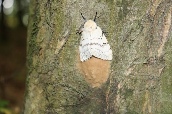 moth