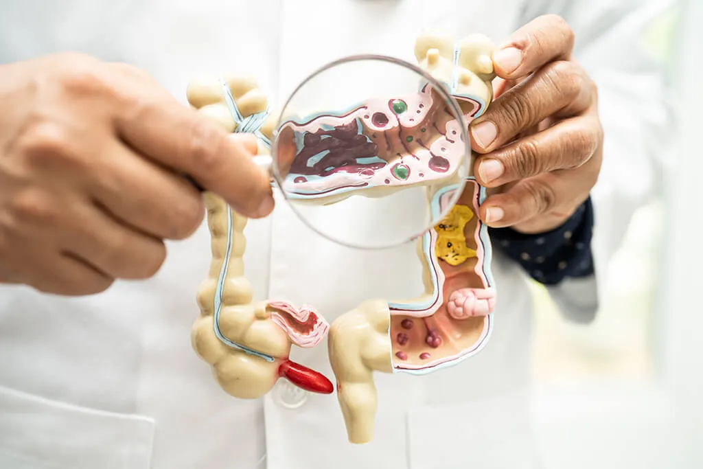 Ensayos Digestión in vitro