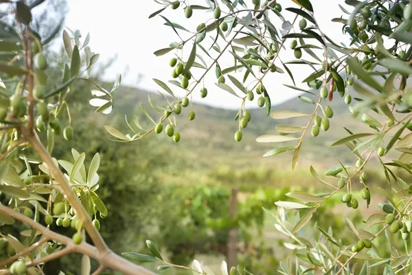 oliwa web